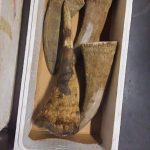 FB_IMG_1627179817165