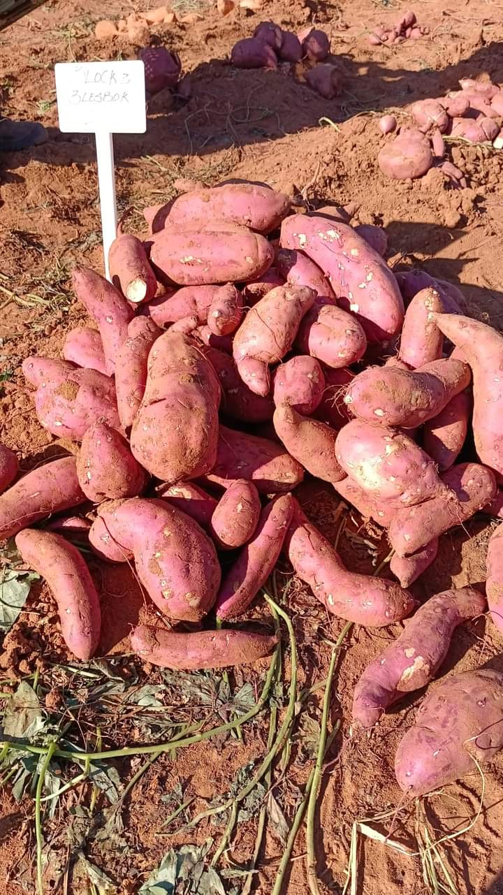 FB_IMG_1715160830359