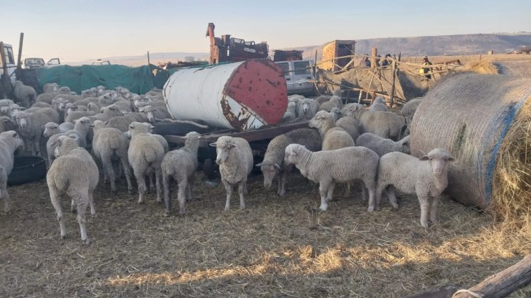 3b8ab34c-2986-4424-b9a6-748f87be8af7