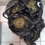 Caption ; A plastic bag full of dagga recovered during Operation Shanela