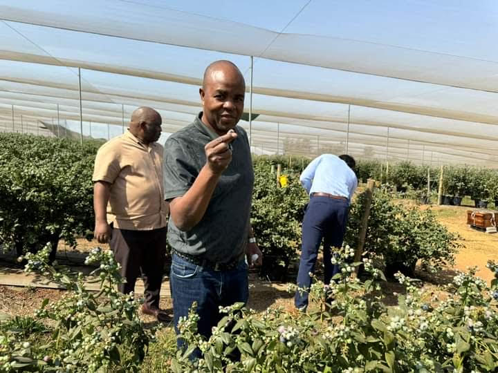 Premier Mandla Ndlovu showing the blue berrries